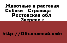 Животные и растения Собаки - Страница 14 . Ростовская обл.,Зверево г.